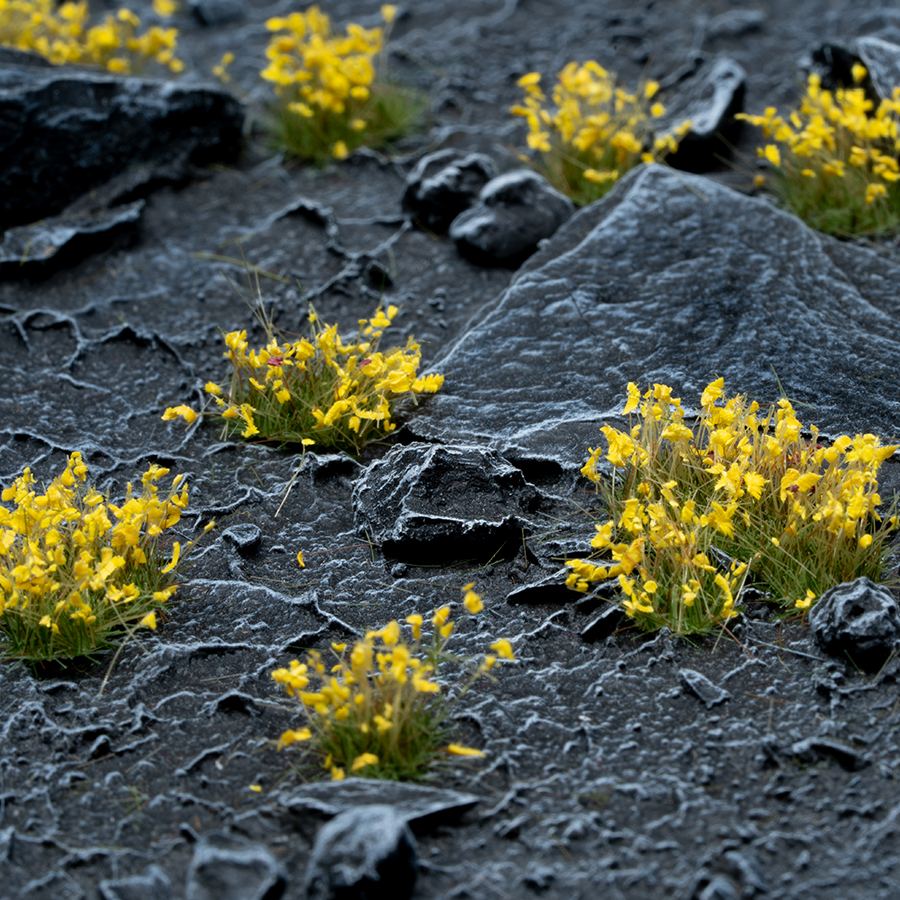Gamers Grass - Yellow Flowers - Wild