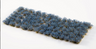 Gamers Grass - Bluebeard Flowers