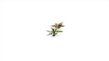 Gamers Grass - Static Tuft Laser Plants - Plantain Lily