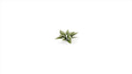 Gamers Grass - Static Tuft Laser Plants - Plantain Lily