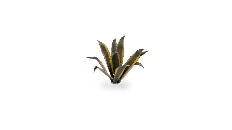 Gamers Grass- Agave