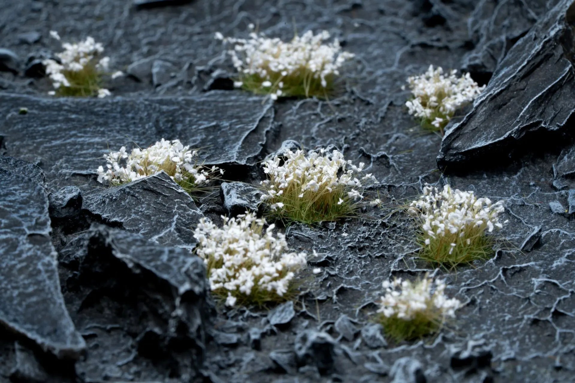 Gamers Grass- White Flowers - Wild